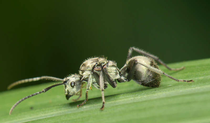 File:Polyrhachis wolfi.png