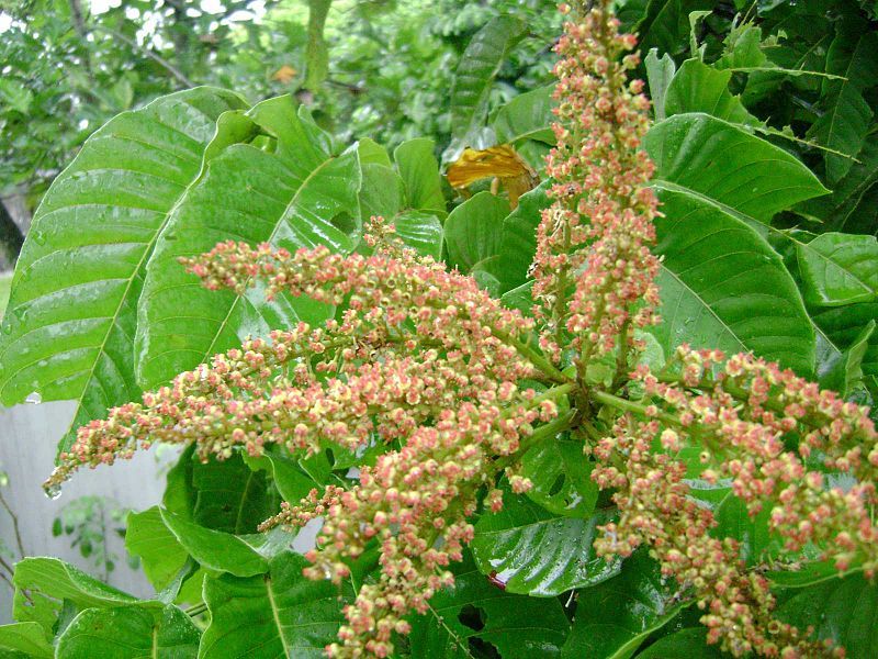 File:Pometia pinnata, flowering.jpg