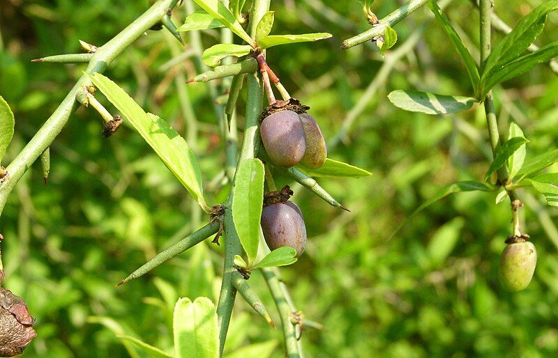 File:Prinsepia utilis.jpg