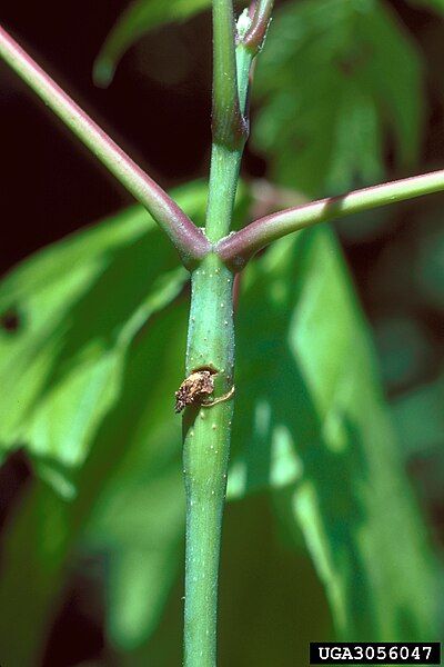 File:Proteoteras willingana damage.jpg