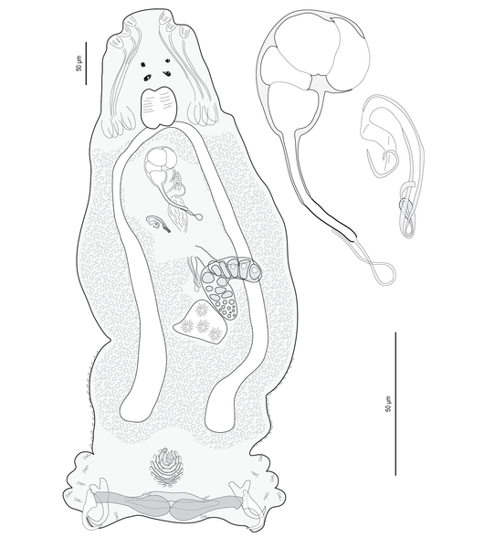 File:Pseudorhabdosynochus marcellus.png