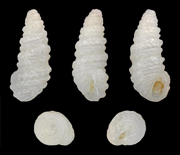 File:Pyramidelloides mirandus 01.jpg