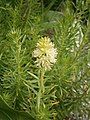 Rhodiola wallichiana