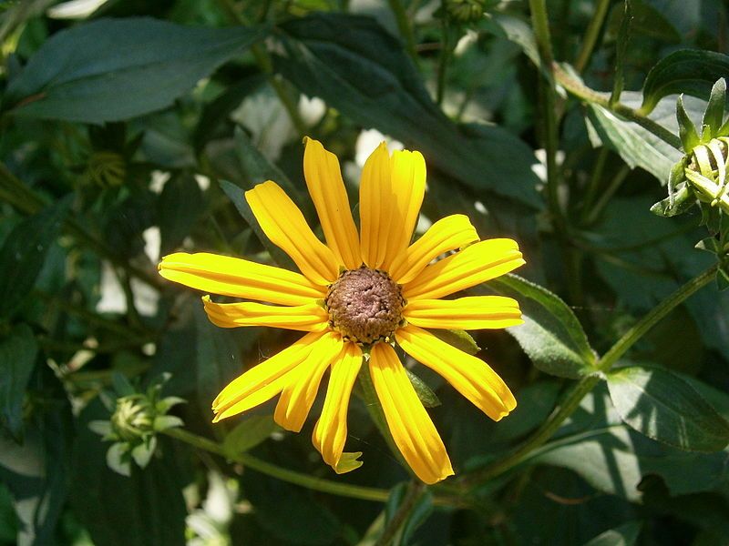 File:Rudbeckia fulgida02.jpg