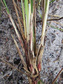 White base of flowering culms