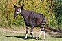 Okapi