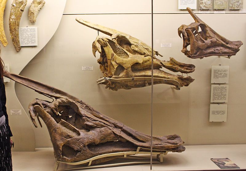 File:Saurolophus skulls.jpg