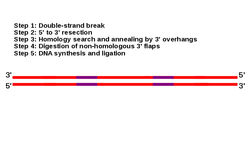 File:SingleStrandAnnealing animated.svg