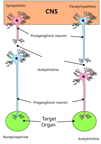 File:Sistema Nervioso Autonomo.svg