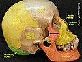 Lacrimal bone