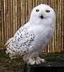 Snowy owl