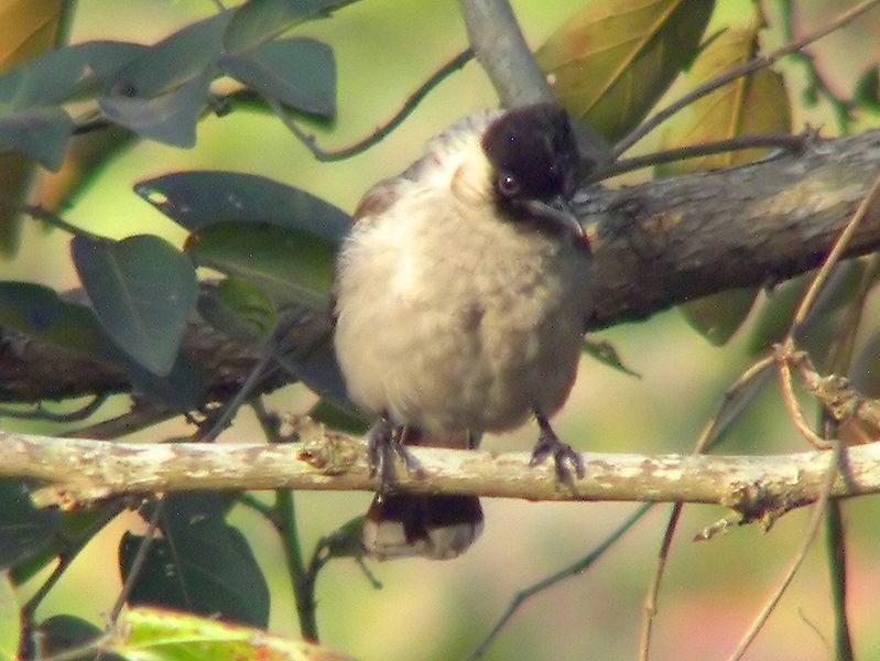 File:Sooty-headed Bulbul .jpg