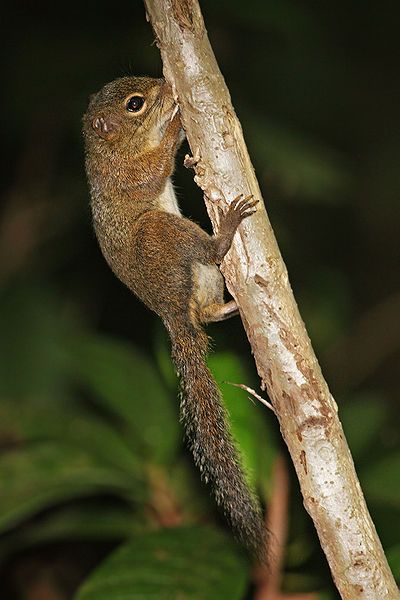 File:Squirrel-singapore.jpg