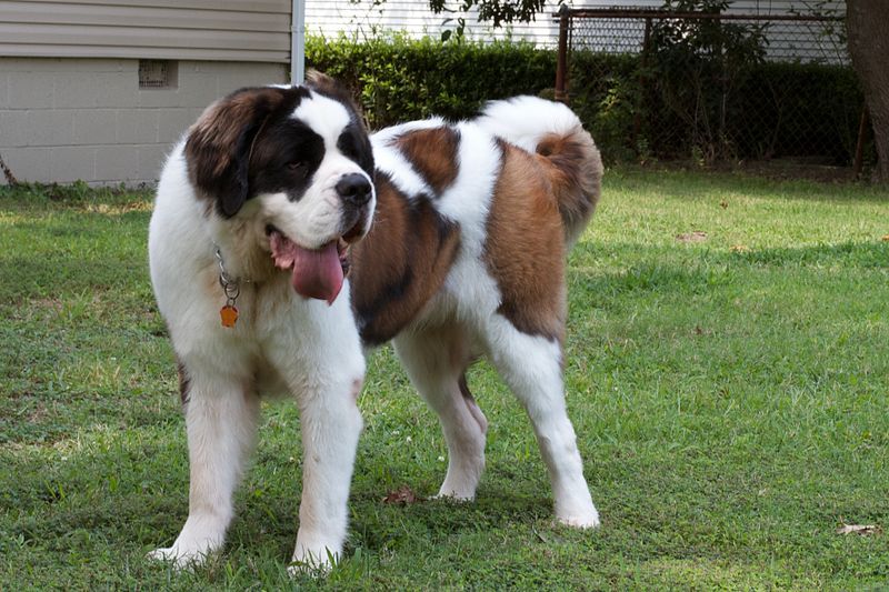 File:St Bernard Dog.jpg