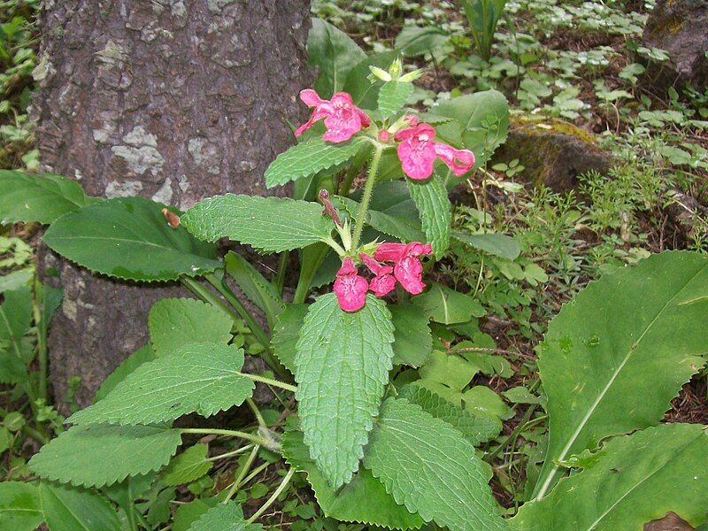 File:Stachys coccinea.jpg