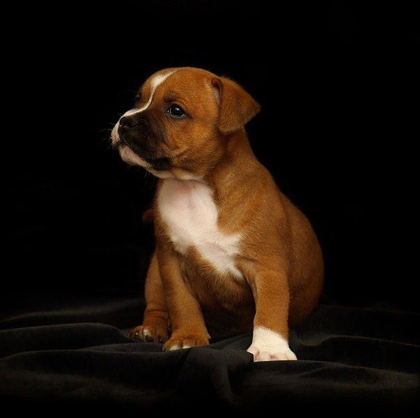 File:Staffordshire-bull-terrier-puppy-fawn-2166763.jpg