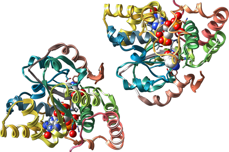 File:Sulfotransferase SULT1A3.png