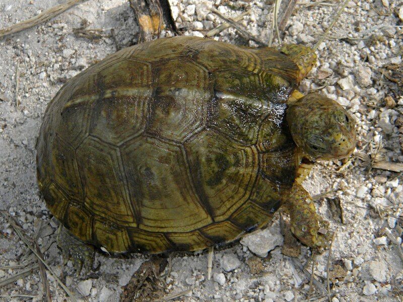 File:Terrapene carolina yucatana.jpg