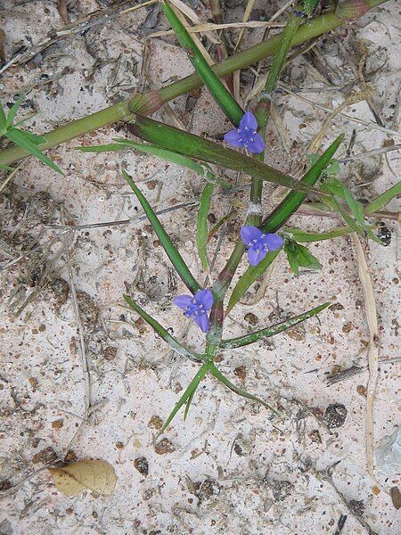 File:Tradescantia sp.jpg