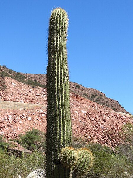 File:Trichocereus1.jpg