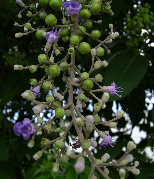 File:Vitex trifolia.jpg