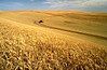 Wheat fields in Idaho