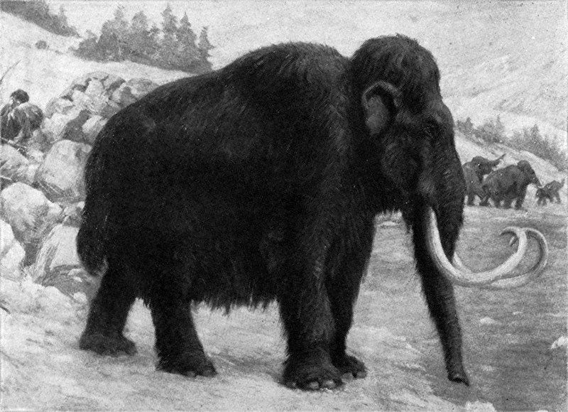 File:Woolly mammoths.jpg