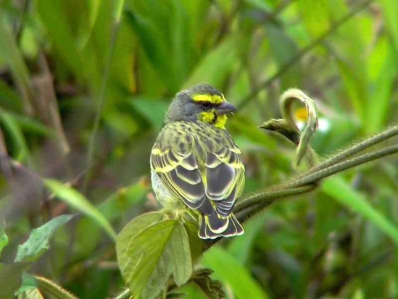 File:Yellow-fronted Canary.jpg