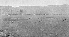 Men cross a field of rice