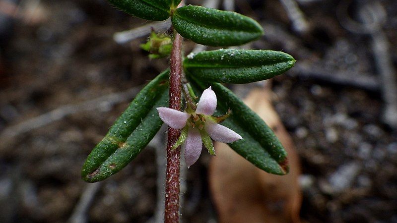 File:Zieria pilosa.jpg