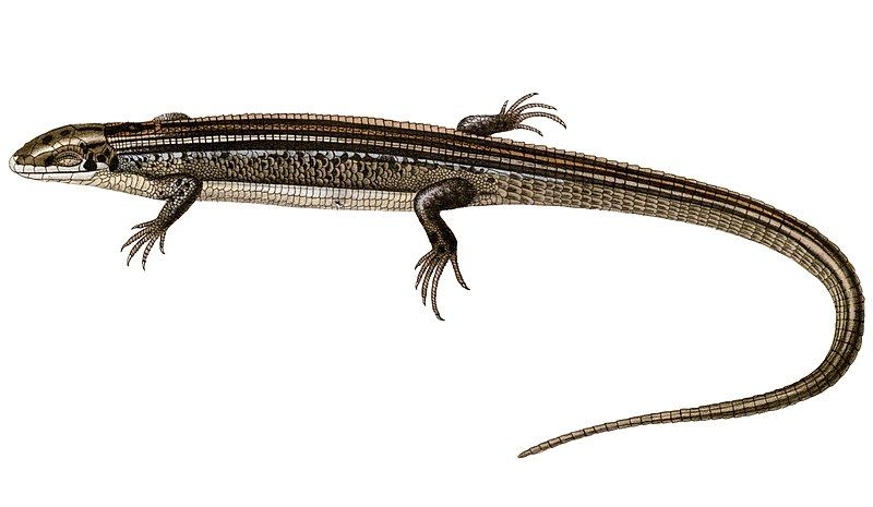 File:Zonosaurus ornatus.jpg