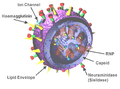 Image 21Structure of the influenza viron. The hemagglutinin (HA) and neuraminidase (NA) proteins are shown on the surface of the particle. The viral RNAs that make up the genome are shown as red coils inside the particle and bound to Ribonuclear Proteins (RNPs). (from Influenza pandemic)