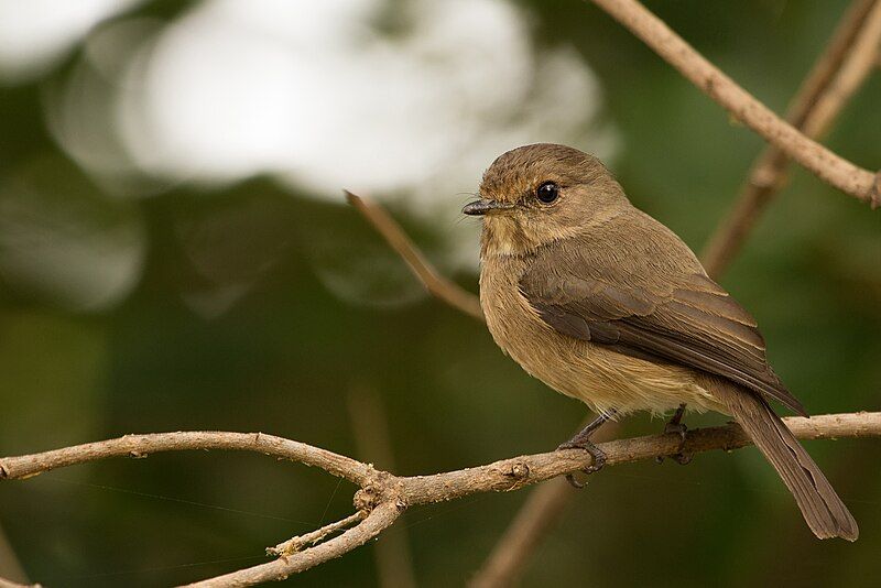 File:African Dusky Flycatcher.jpg