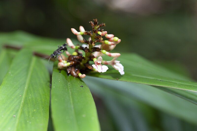 File:Alpinia modesta 117035635.jpg