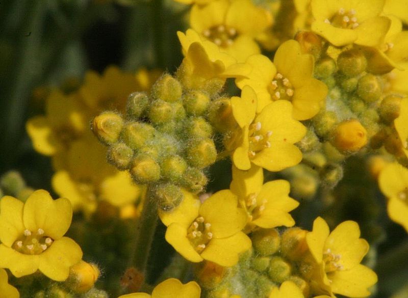 File:Alyssum montanum ENBLA06.jpg