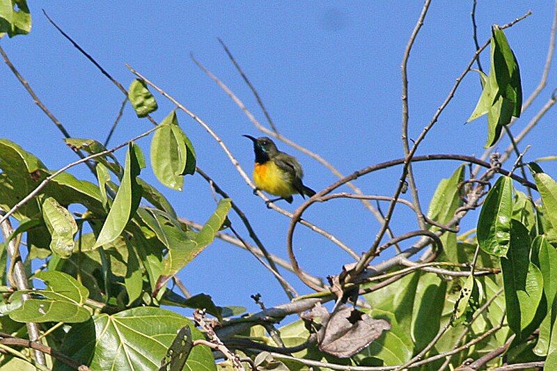 File:Apricot-breasted Sunbird.jpg