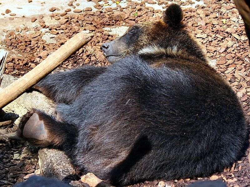 File:Asiatic Black Bear.jpg