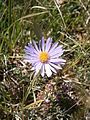 Aster alpinus