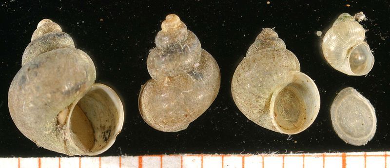 File:Bithynia leachii.jpg