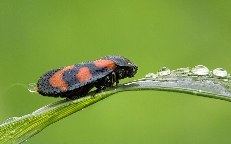 File:Blutzikade Cercopis vulnerata.jpg