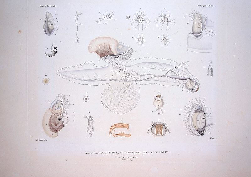 File:Bonite-mollusques-pl22.jpg