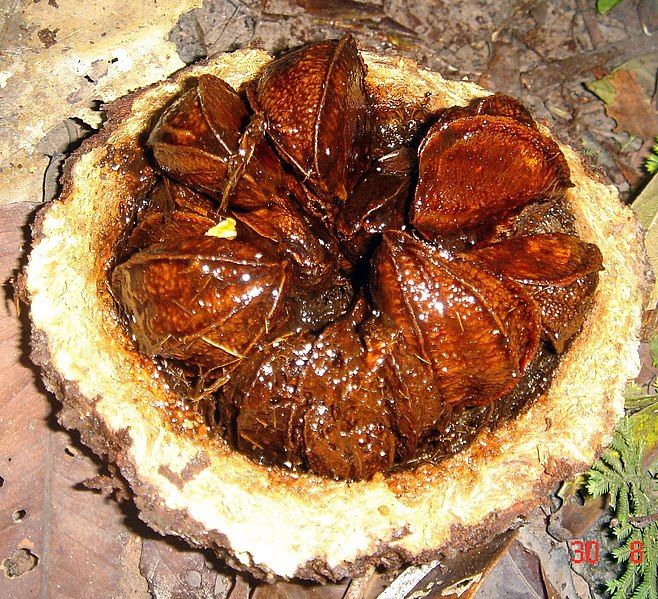 File:Brazil nut DSC05477.JPG