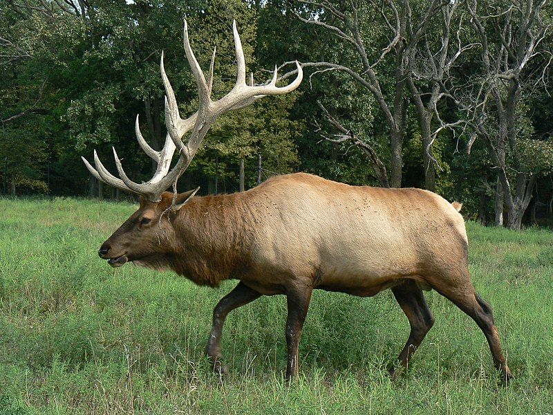 File:Bull.elk.8.24.2014.jpg