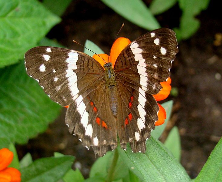 File:Butterfly House 5.JPG