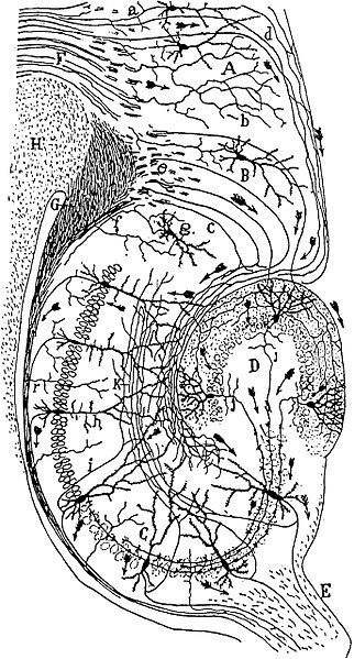 File:CajalHippocampus.jpeg