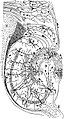 Drawing of the neural circuitry of the rodent hippocampus. Histologie du Système Nerveux de l'Homme et des Vertébrés, Vols. 1 and 2. A. Maloine. Paris. 1911