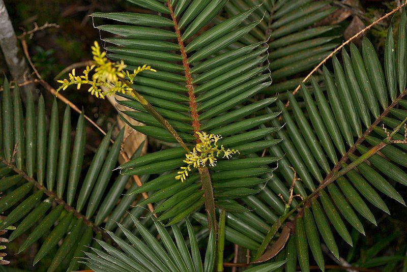 File:Calamus gibbsianus.jpg