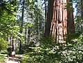 Calaveras Big Trees1