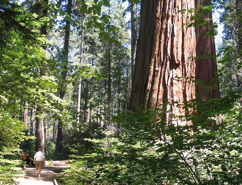 File:CalaverasBigTrees1.jpg