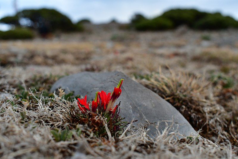 File:Castilleja bella 9.jpg